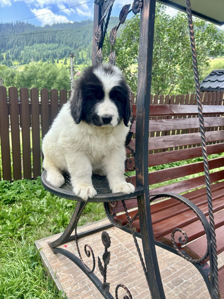 Femela ciobanesc de bucovina