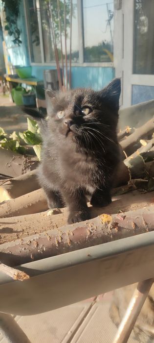 Котята. Крысоловы. Мышеловы