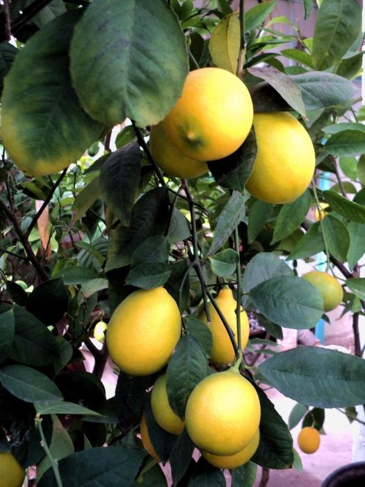 Лимоны в горшках, разн-возр.Цветы для дома, офиса,зимнего сада,те