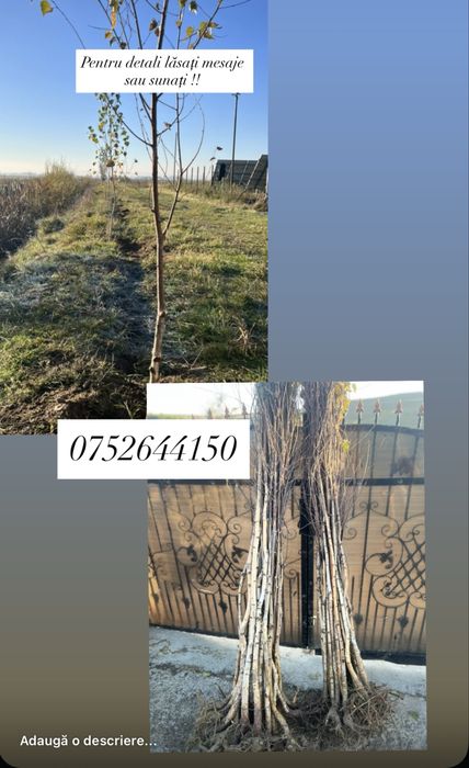 Puieți din pepinieră 100%