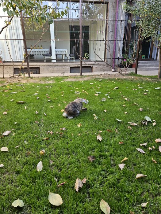 Кролик карликовый самец