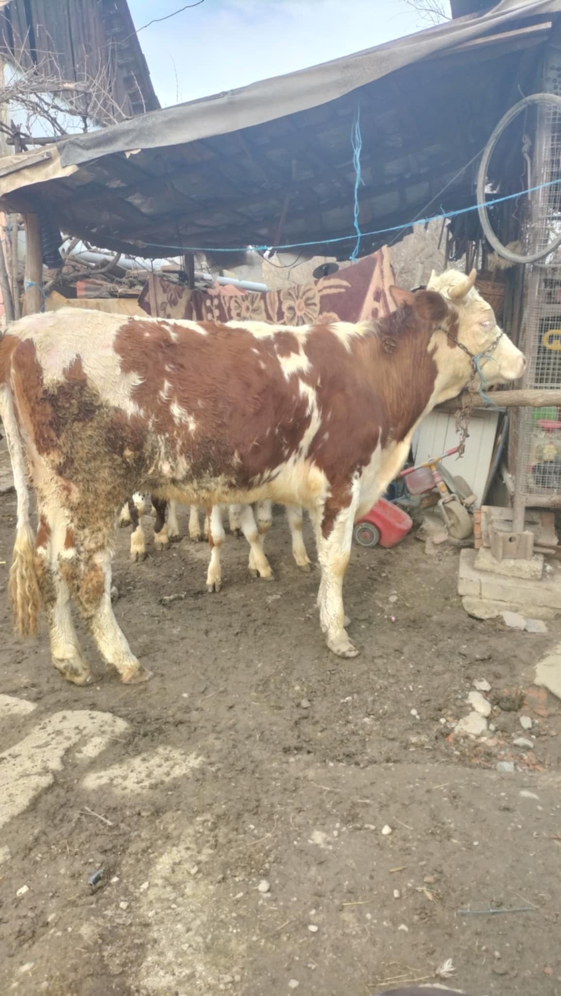 Junica gestantă de 4 luni de vânzare