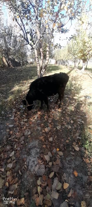 Gunojin sotladi soglom