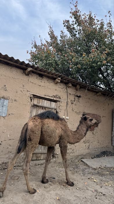 Түйе тайлақ буаз түйе қаймалша нар ару ана