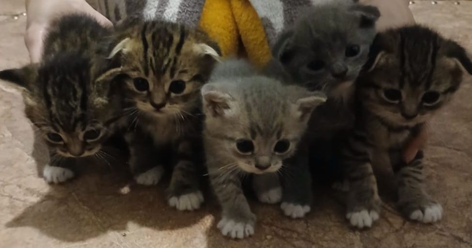 Породистые котята
