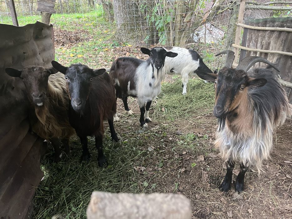 De vanzare capre tinere si gestante