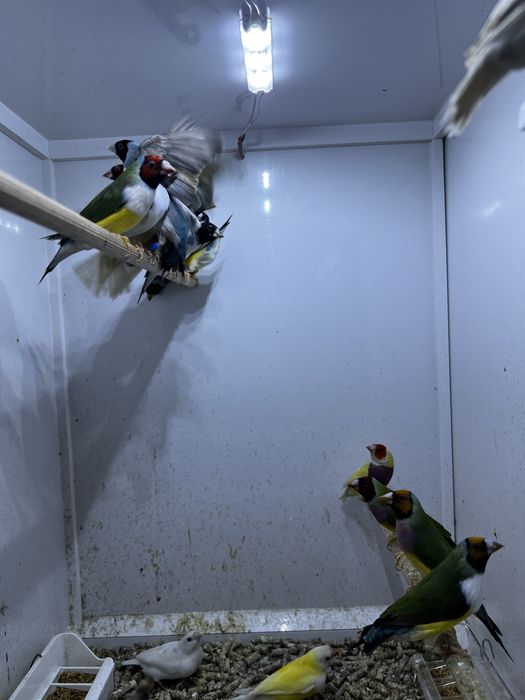 Gulzi gould amandine