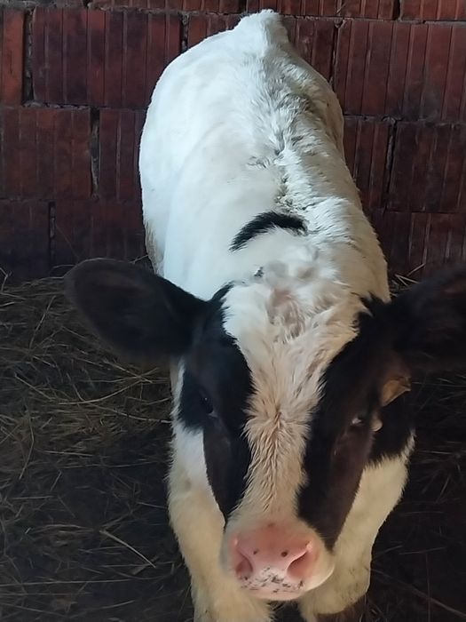 Vând 2 taurasi 2-3sapt