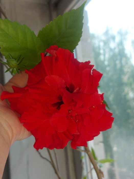 Китайская роза (китайский гибискус)