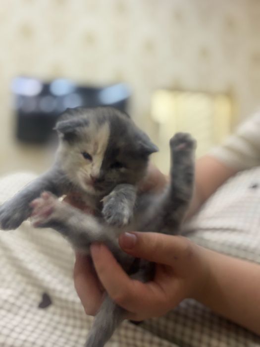 Продаются котята 1,5 месяц