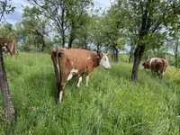 Vand vaca baltata romanesca
