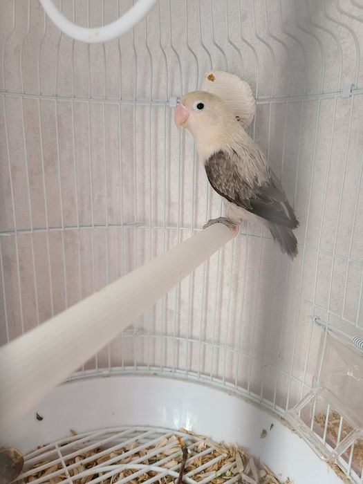 Папугай Неразлучник,1год