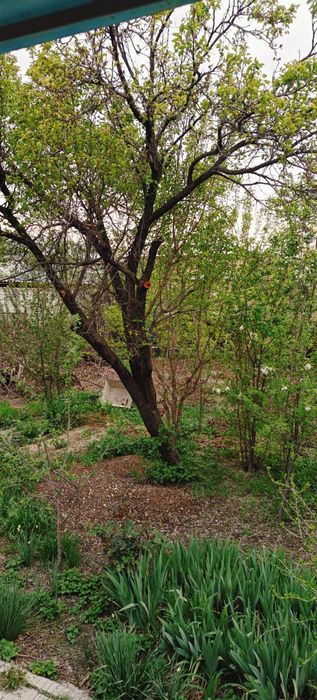 Продам дом 38м2 с участком 8.5 соток