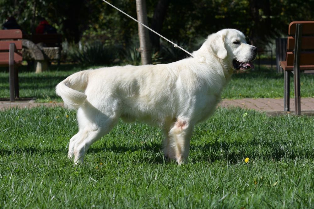 Femela golden retriever cu pedigree