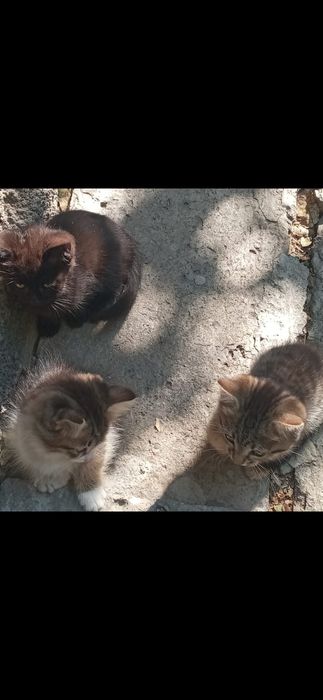 Отдам котят в добрые руки