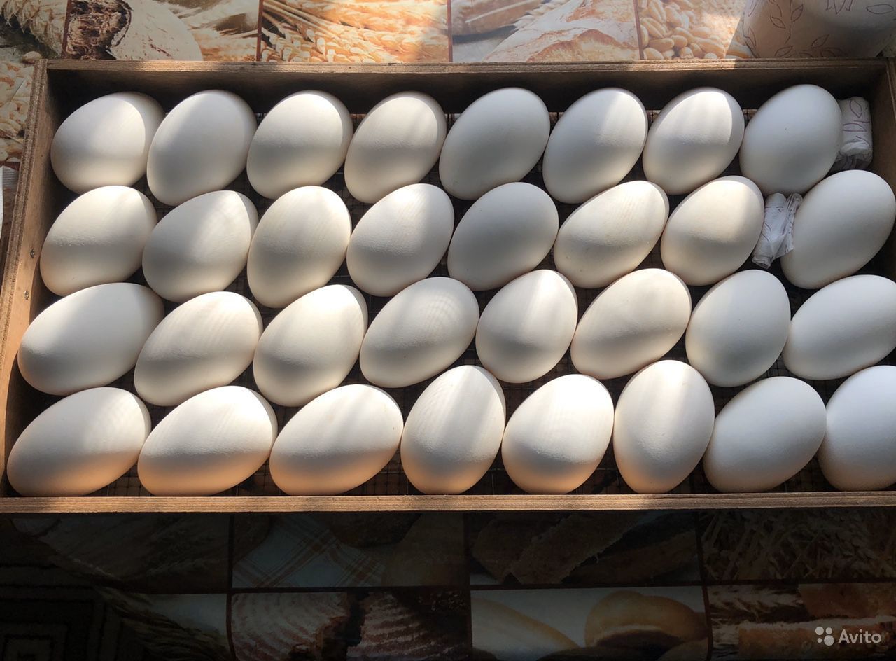 Продам утиное инкубационное яйцо выход 80%
