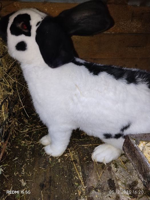 Mascul fluture german de vânzare