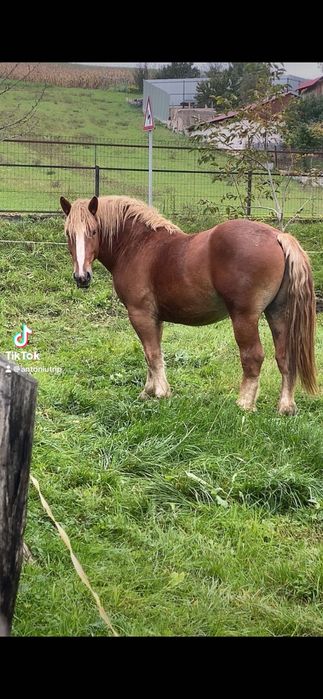 Mânz de 2 ani și două luni garantat de orice