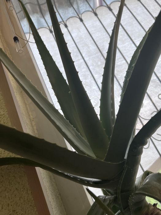 Алоэ  лекарственный, большой,15 летний и меньшего  возраста