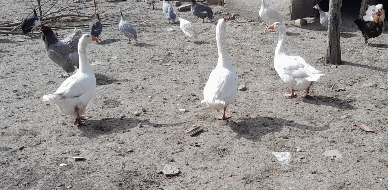 Familie de gâște de vânzare