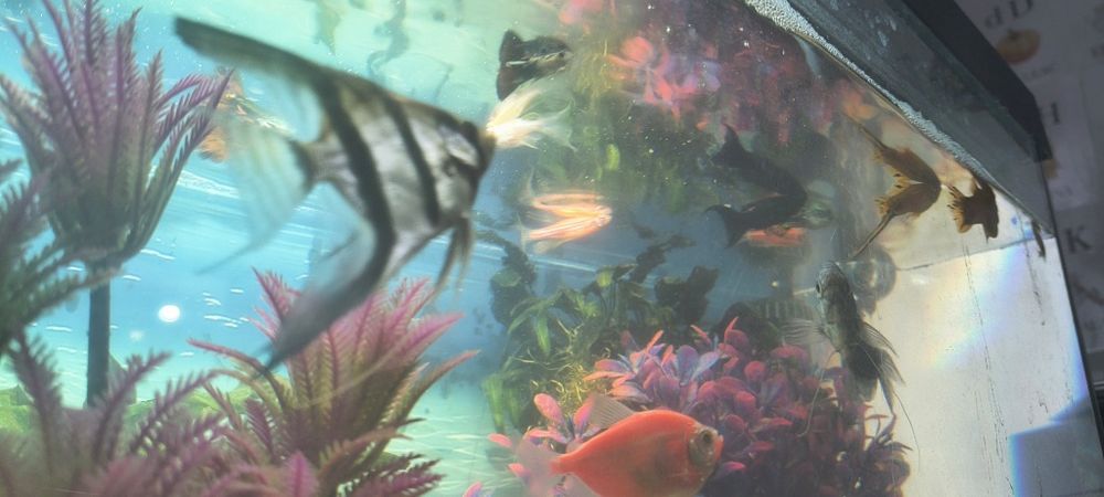 Vând acvariu complet