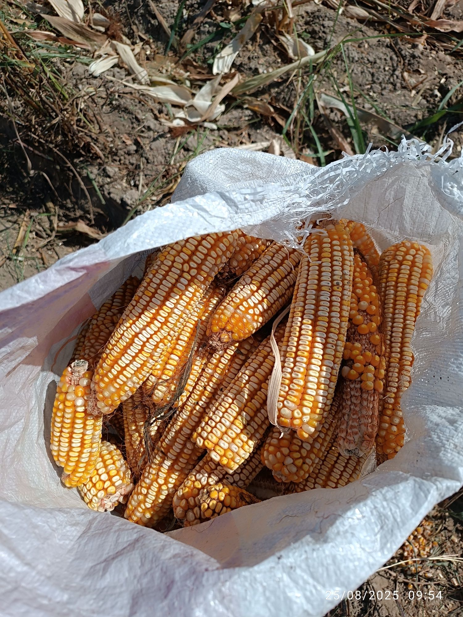Makka qayrilgan mardagi bilan