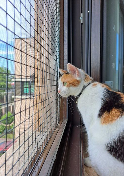 Plase metalice de protectie pentru pisici si insecte/custi/usi/balcon