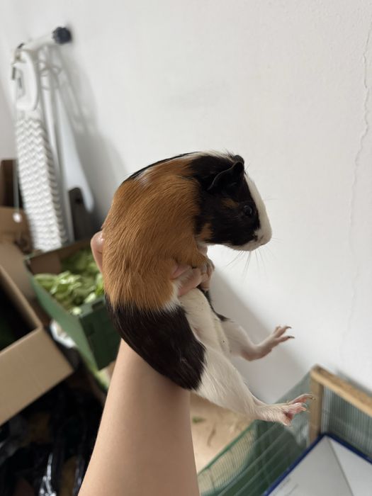 Donez porcusori de guinea