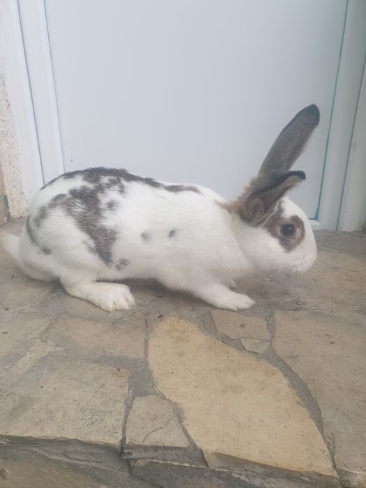 Vand 2 femela tanara 2025