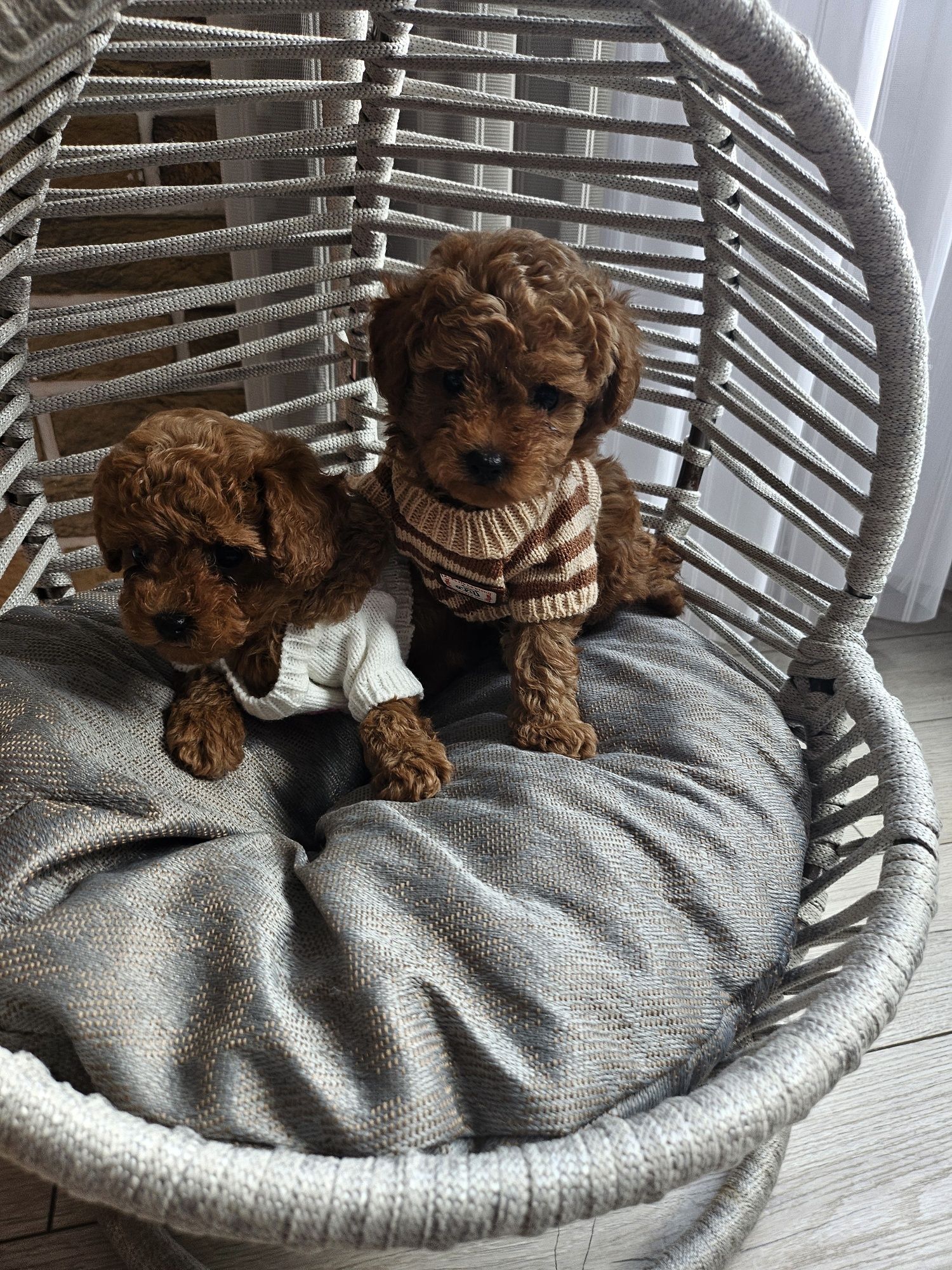 Той пудел / Poodle toy/ с документ за произход