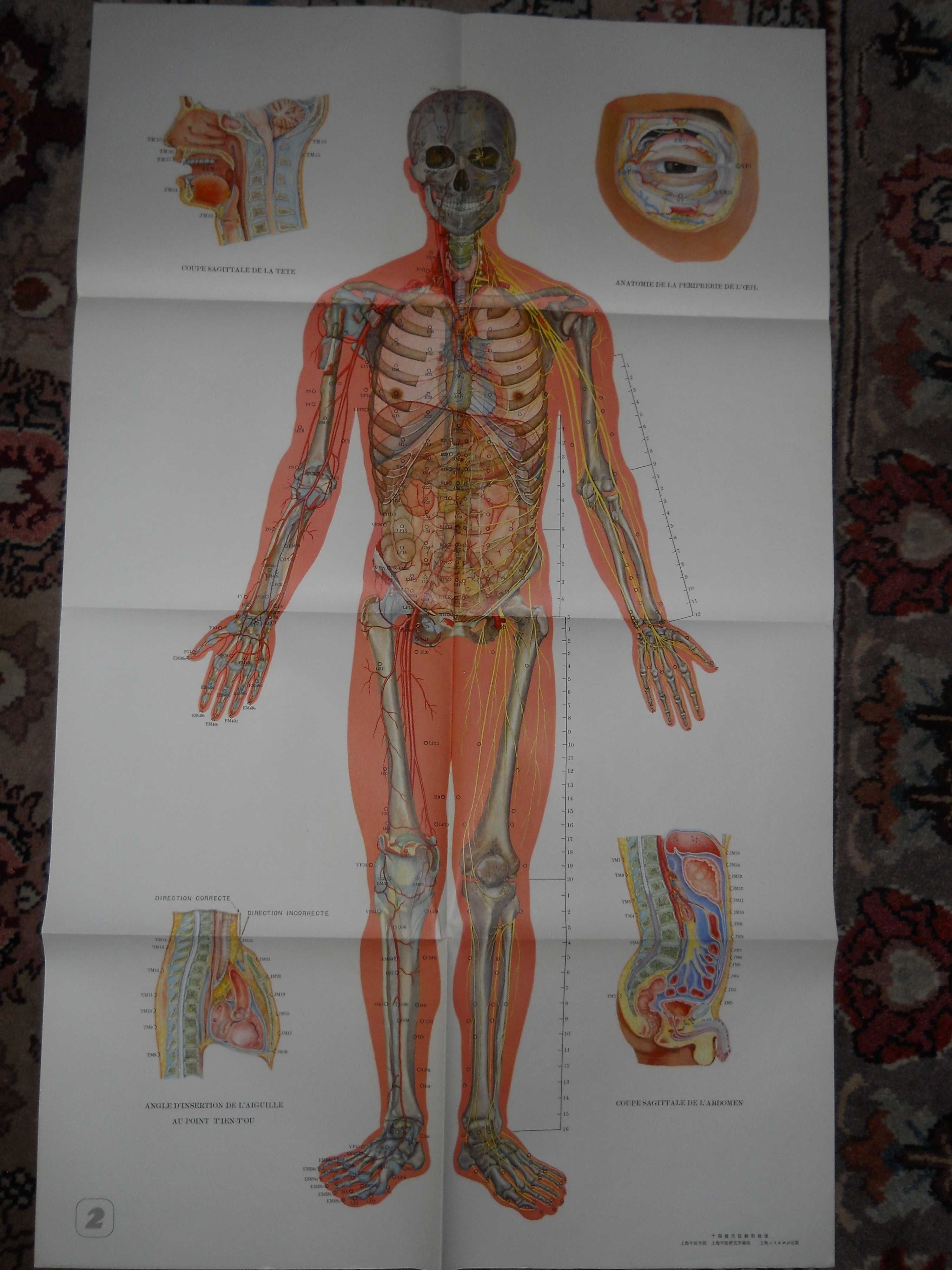 Caiet de explicatii cu planse color puncte acupunctura si 14 meridiane