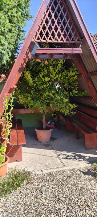 Pom lămâi in ghiveci 40 de ani
