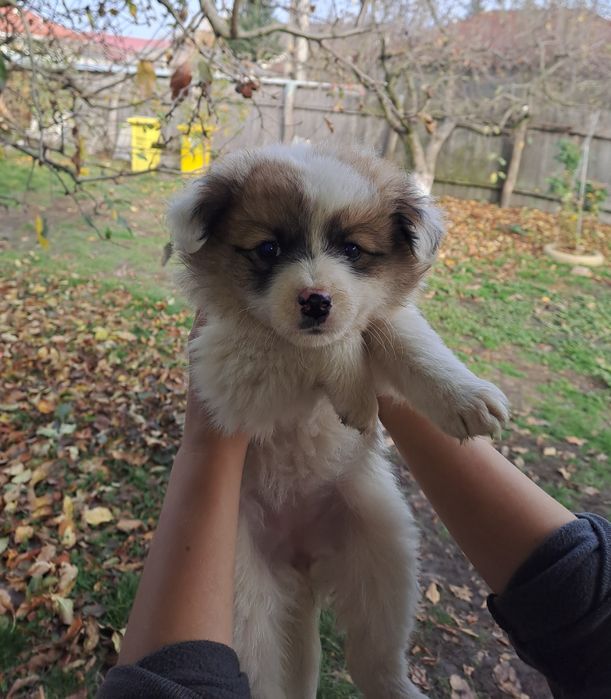 Donez cățeluşi iubitori în cautare de o familie si un camin nou