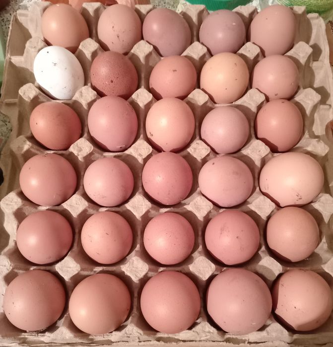 Продаю домашние яички только с гнезда