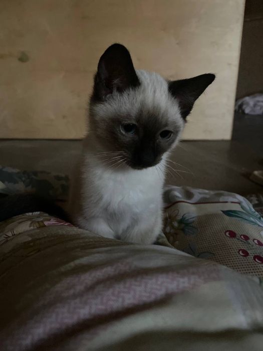Сиамский котенок