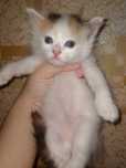 Котёнок  мушукча