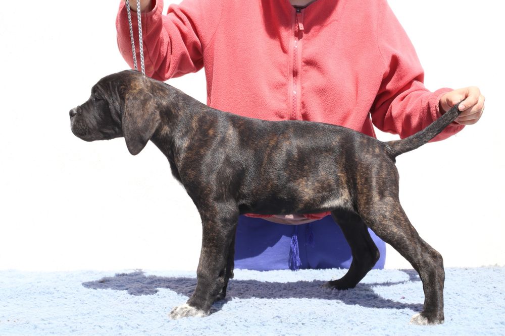 Pui Cane Corso cu pedigree FCI