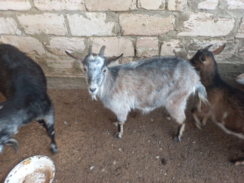 Сүтті ешкі сүтті ешкі