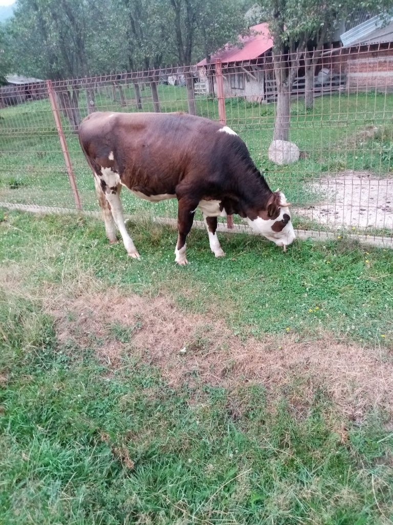Vand Vițea la prima fatare