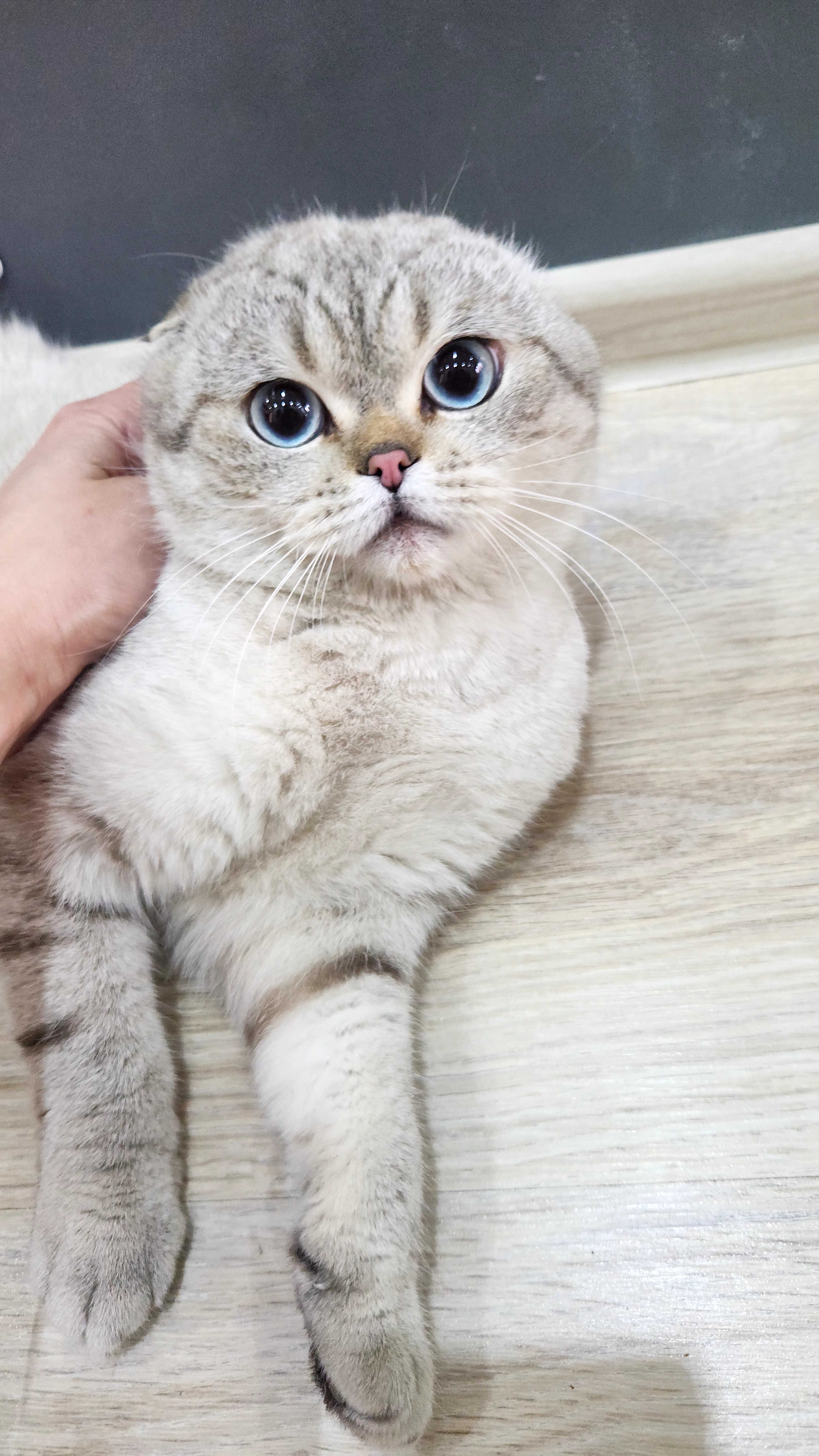 Шотландски котенца