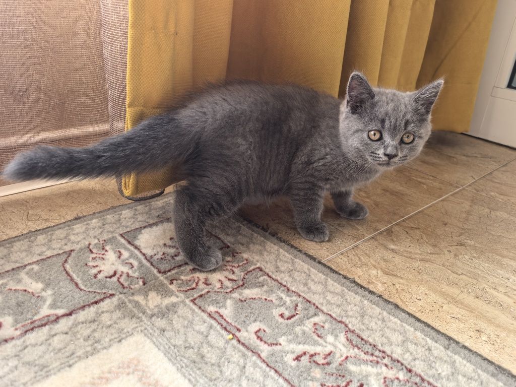 Котета Британски.