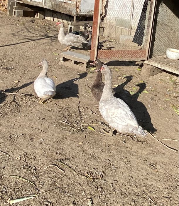 Rațe Sidef de anu asta
