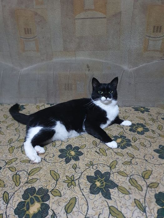 Красивый черно белый котик.