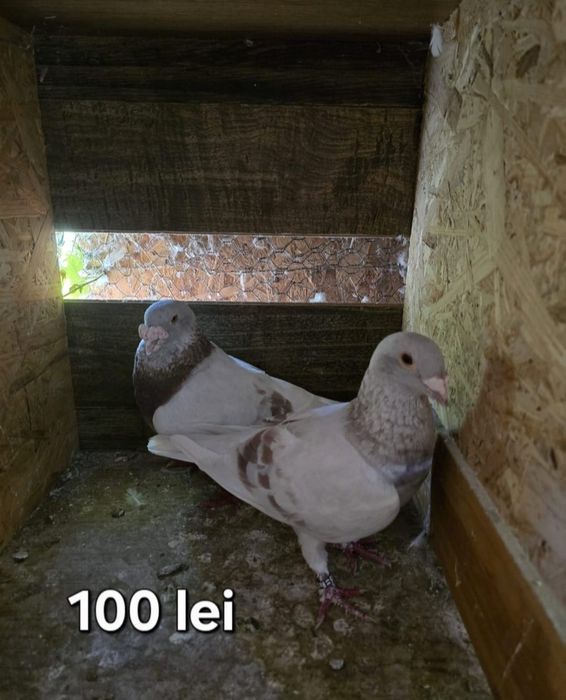 Porumbei diferite rase