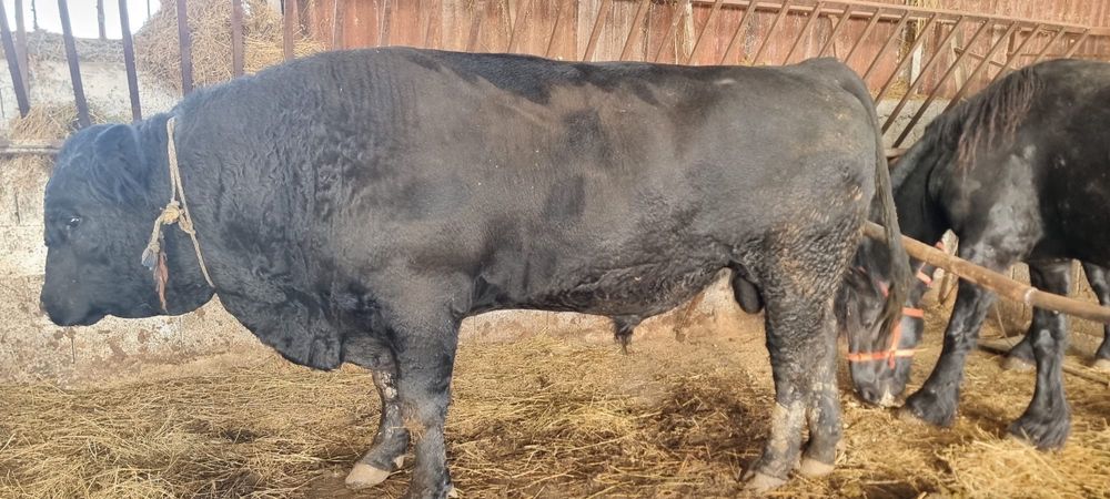 Vand Taur Angus original