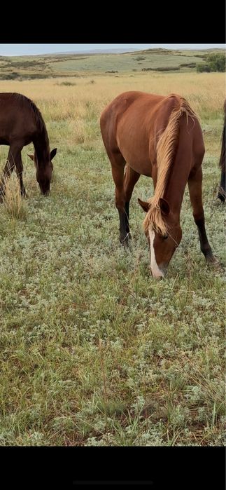 В продаже тайчики пишите звонитп на вотцап , можно на соғым