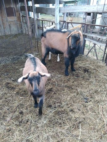 Продам двух коз и козла возраст 1.5года