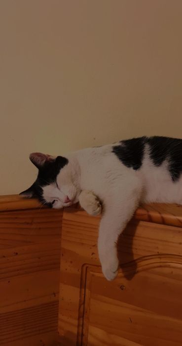 Ingrijire animalute la domiciliu