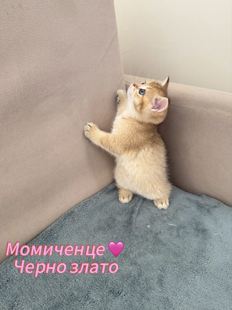 Британски късокосмести