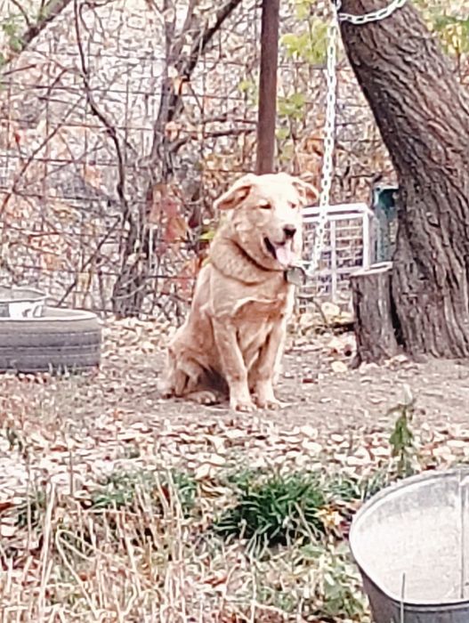 Отдам собаку во двор